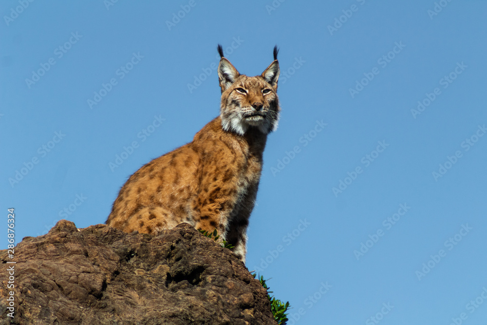 Fototapeta premium a boreal lynx resting on his favorite rock