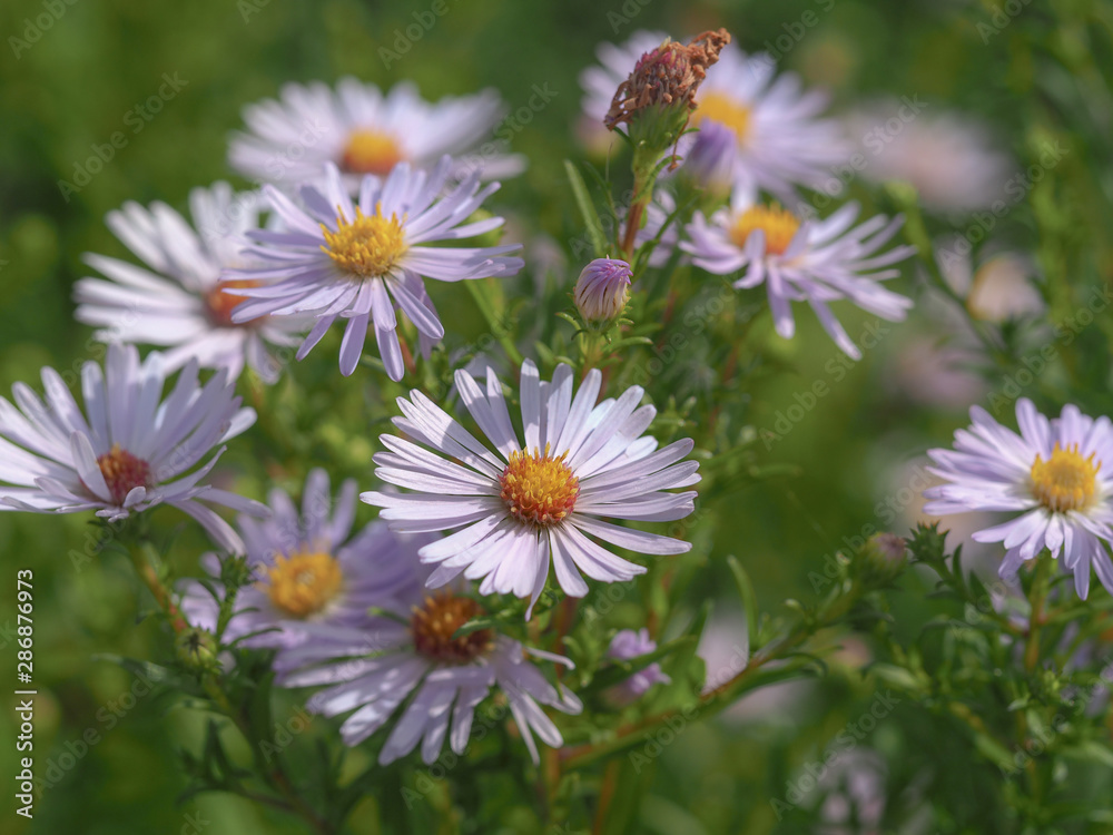 Wild asters flowering in a North Yorkshire nature reserve, England Wild asters flowering in a North Yorkshire nature reserve, England
