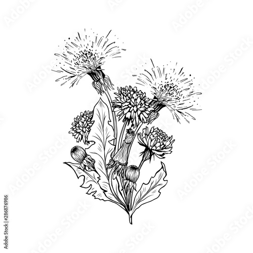 Flowering dandelion freehand vector bouqet illustrations. Spring honey plant, hand drawn wildflower twigs. Summer flower, Taraxacum leaves, buds monochrome engraving. Postcard, poster design element photo