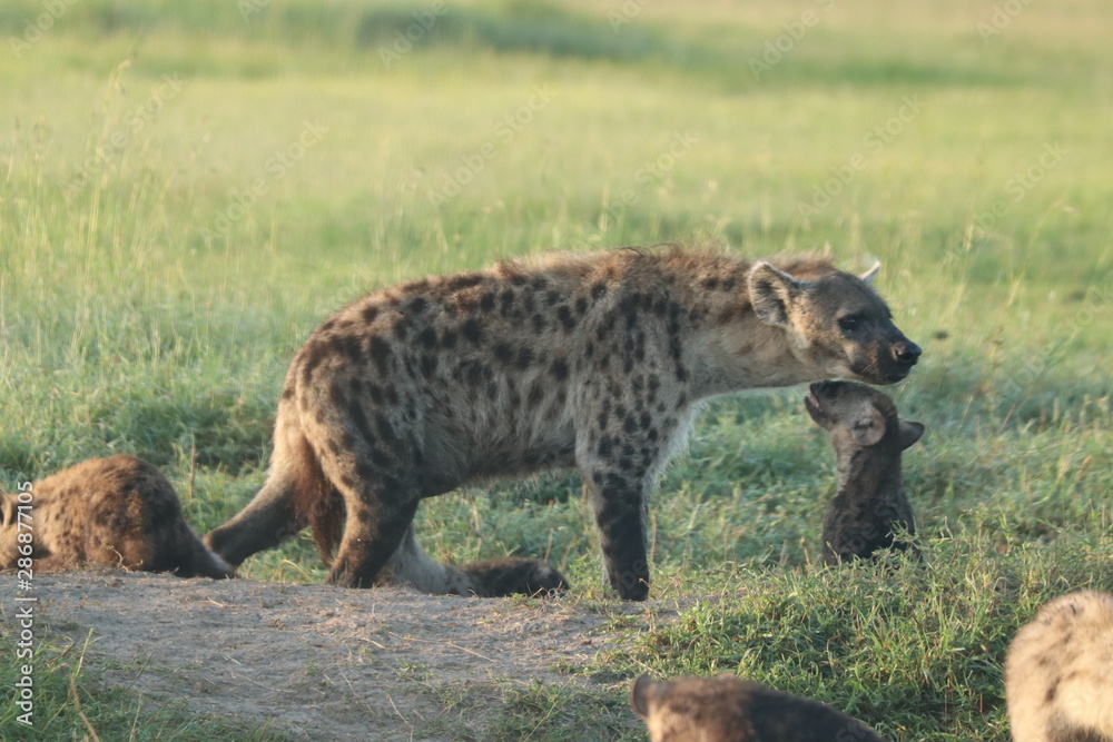 Spotted hyena mom at the den, Masai Mara National Park, Kenya. Spotted hyena mom at the den, Masai Mara National Park, Kenya.