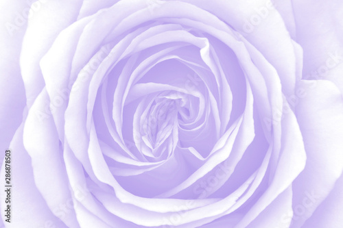  Floral background. Soft focus of close up purple rose.