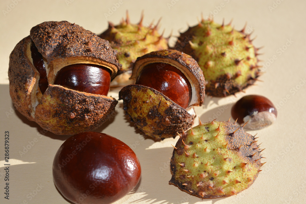 Conkers, European horse-chestnut, Aesculus hippocastanum Conkers, European horse-chestnut, Aesculus hippocastanum