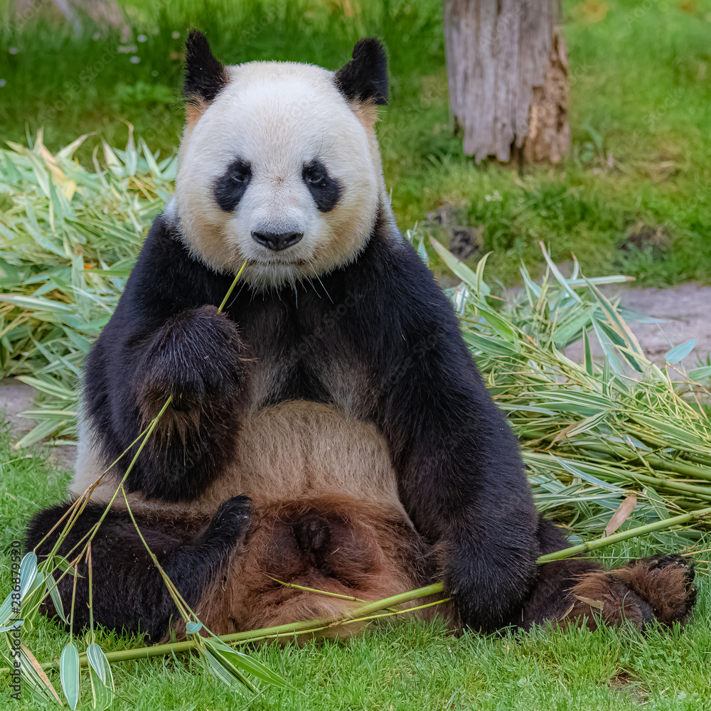 Fototapeta premium Giant panda, bear panda eating bamboo sitting in the grass