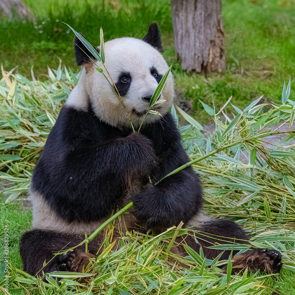 Fototapeta premium Giant panda, bear panda eating bamboo sitting in the grass