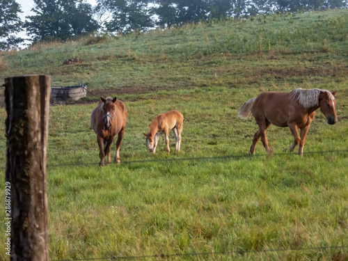 Amish Work Horses