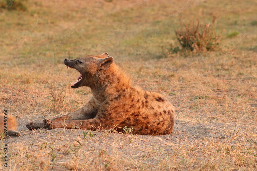 Spotted hyena yawning, Masai Mara National Park, Kenya. Spotted hyena yawning, Masai Mara National Park, Kenya.