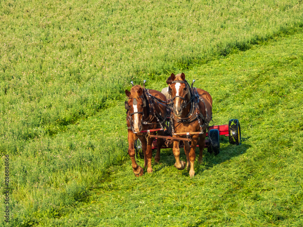 Obraz premium Amish Work Horses