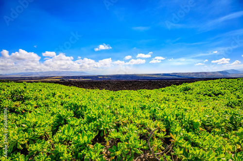 Lush vegitation and dark lavarock with bright blue sky in Hawaii photo