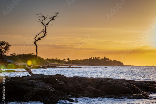 Sunset with a tree growing out of the rock in Hawaii