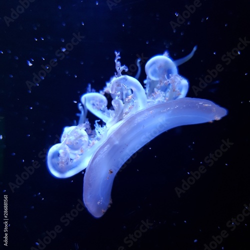 Cassiopea andromeda