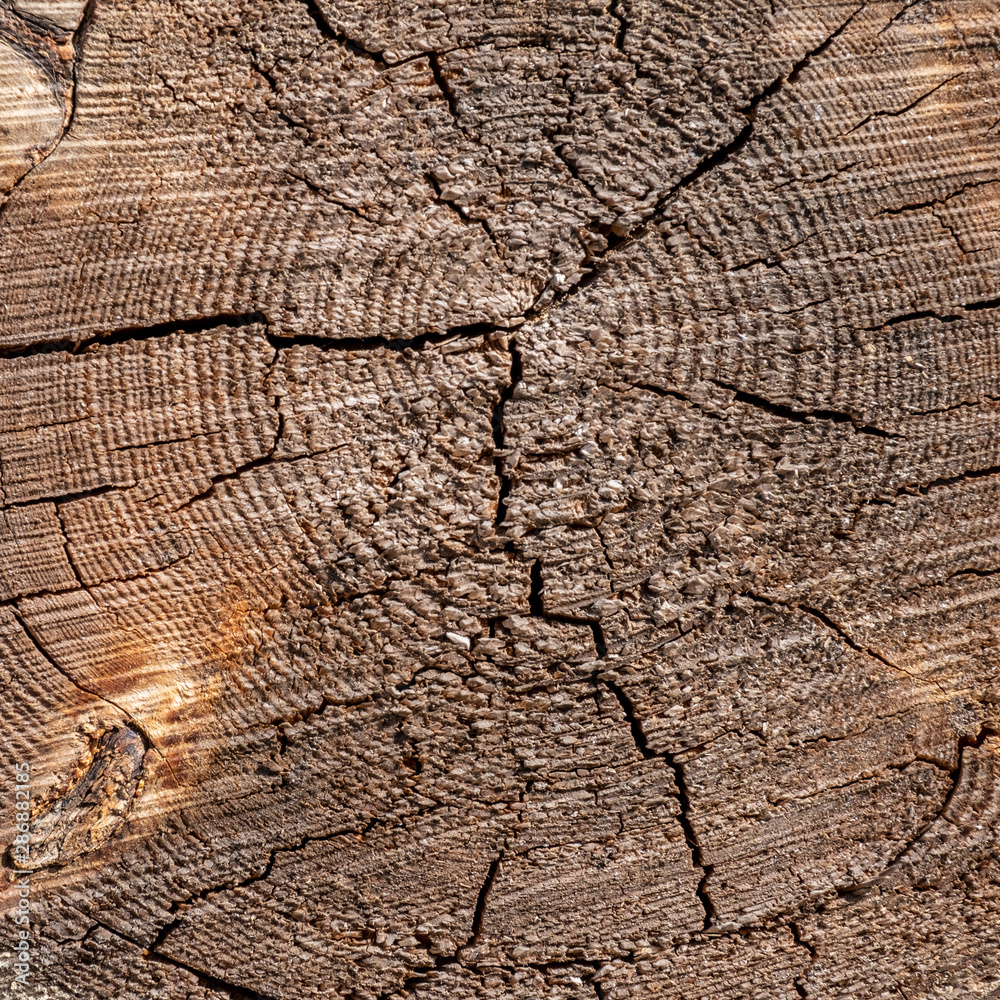 Fototapeta premium the end of the wooden bar. wood cut texture closeup