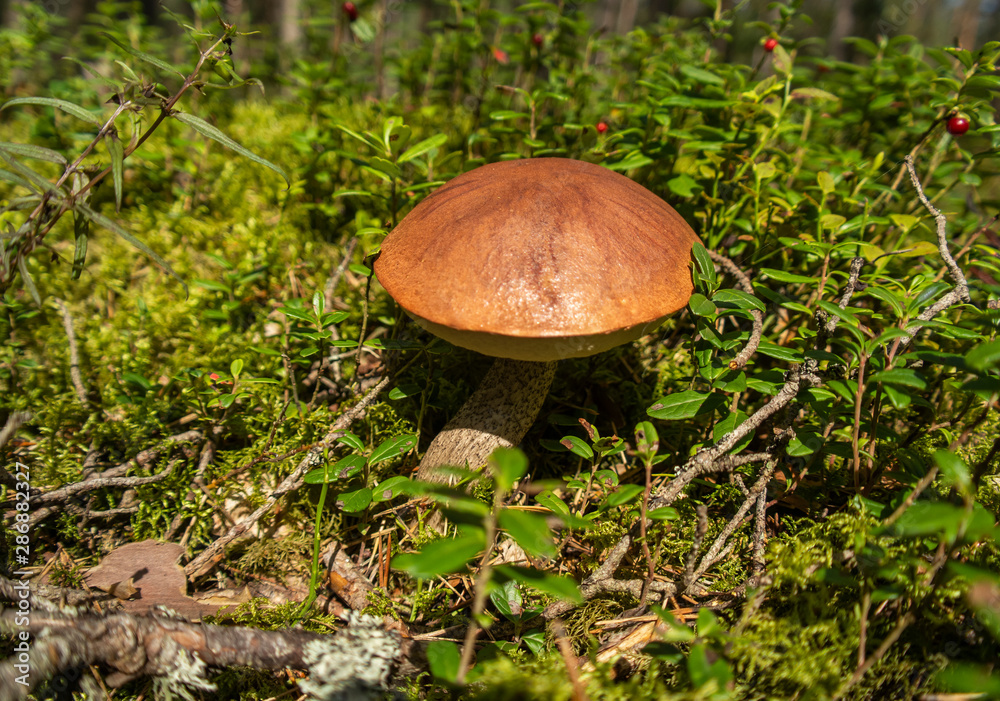 Brown mushroom in the woods. Fungus in the middle of trees and grass in forest. Sun shining. Brown mushroom in the woods. Fungus in the middle of trees and grass in forest. Sun shining.