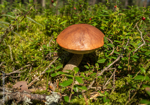 Brown mushroom in the woods. Fungus in the middle of trees and grass in forest. Sun shining.