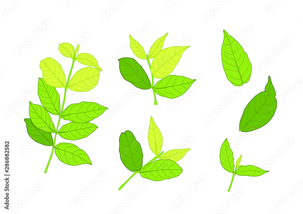 Green Leaves fresh abstract isolated on white background illustration vector Green Leaves fresh abstract isolated on white background illustration vector