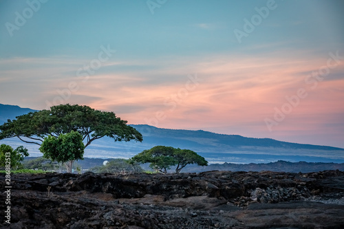 Beautiful trees with lava fields and a ping sunrise in Hawaii