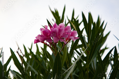 les fleurs du printemps 