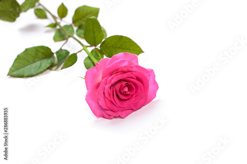 Beautiful single pink rose isolated on white background © Nana_studio