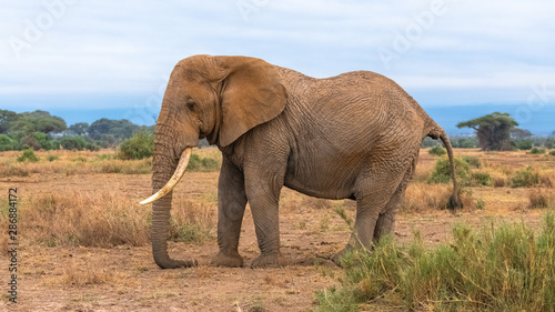 Big dusty elephant walking in the savannah  profile portrait