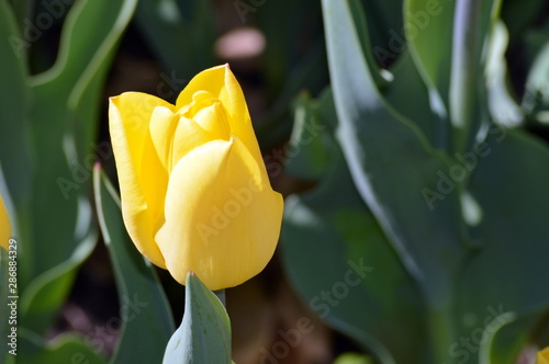 yellow tulip in the garden © Carrie