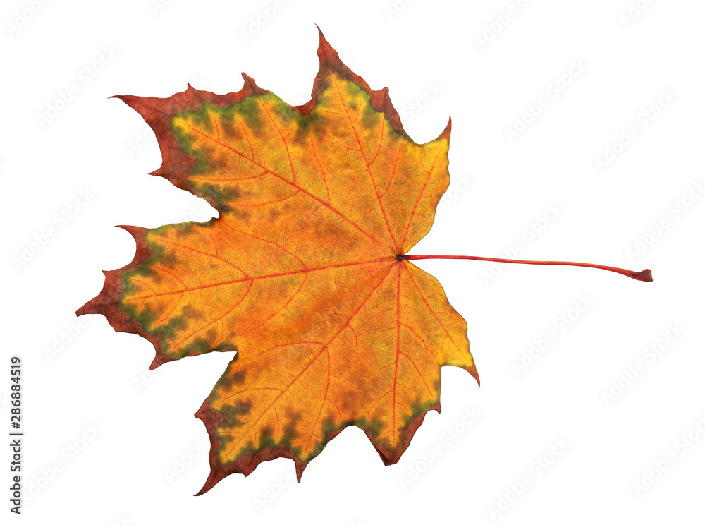 Autumn maple leaf isolated on white background. Save work path.