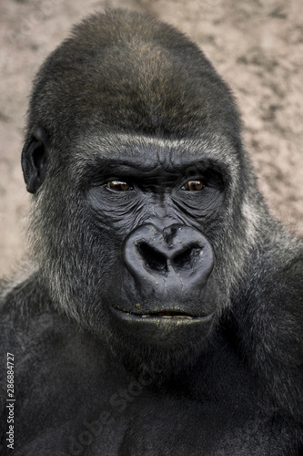 Gorilla © Freepik