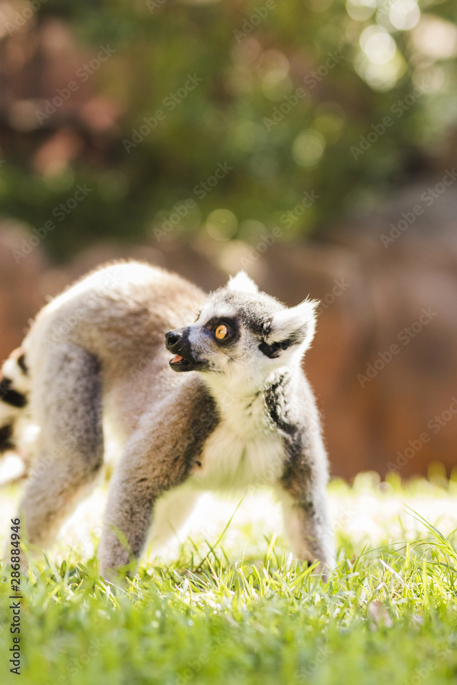 Obraz premium Lemur