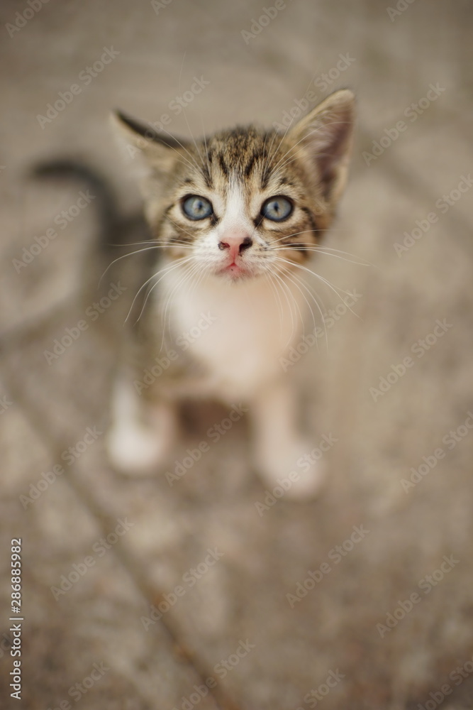gray white tabby kitten sitting in the yard on a stone floor