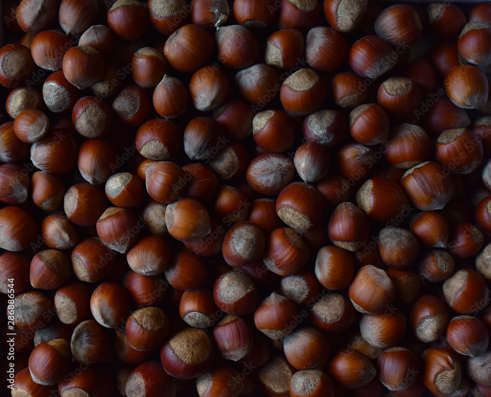 hazelnuts hazelnuts are a large number of hazelnuts hazelnuts are a large number of
