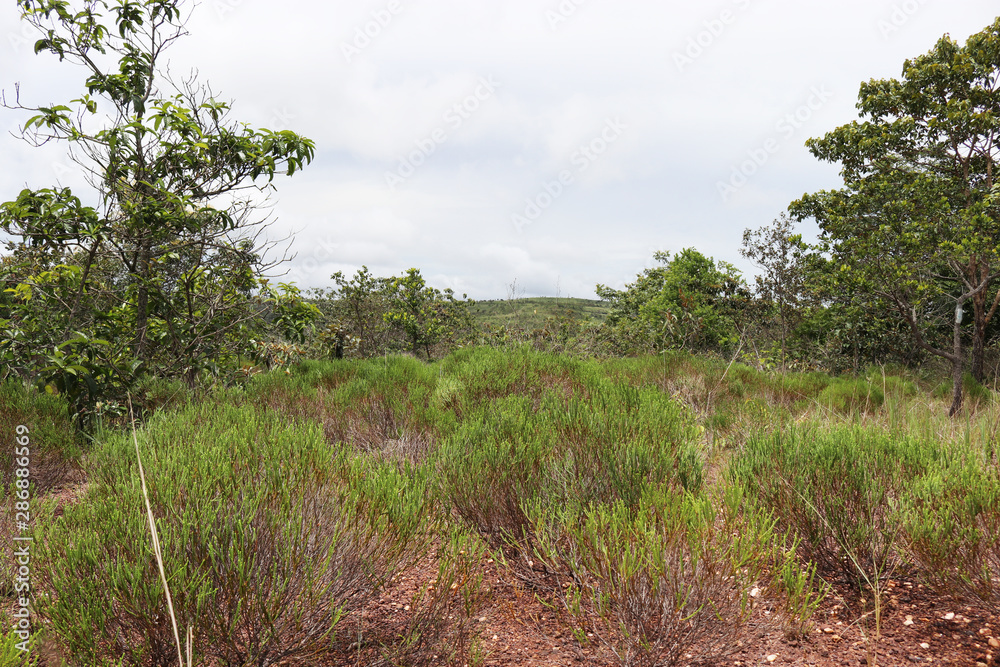 Obraz premium Chapada dos Guimaraes, located in Brazil, the capital of Mato Grosso State. It is the geographic center of South America