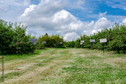 An orchard lane with signs depicting types of apples. Blue dramatic sky.