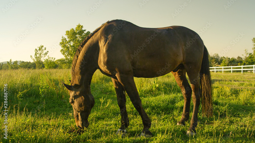 Obraz premium Stunning dark black stallion on pasture grazing grass on sunny field