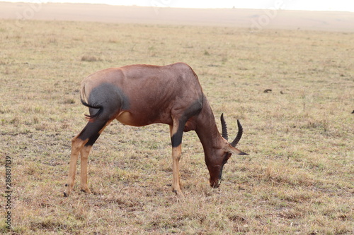 Topi grazing  Masai Mara National Park  Kenya.