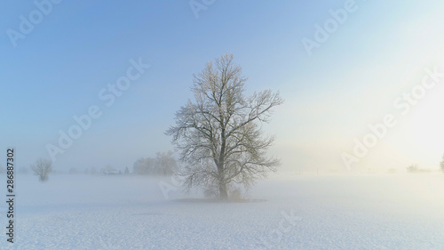 AERIAL TIME WARP: Flying around icy tree on foggy field in cold winter morning