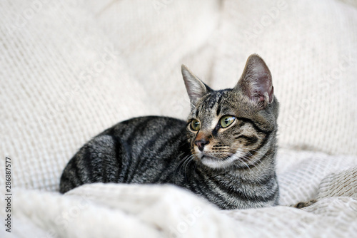grey tabby cat sitting on white pillows and looking aside
