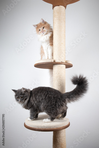 two playful young maine coon cats on scratching post playing with each other in front of white background with copy space looking down