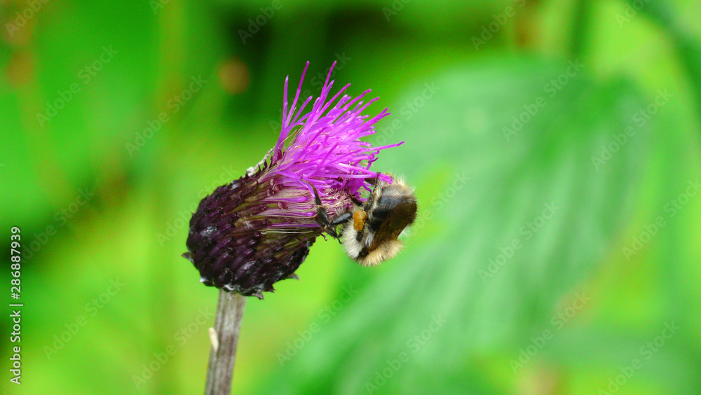 Lila Waldblume mit Hummel isoliert Lila Waldblume mit Hummel isoliert
