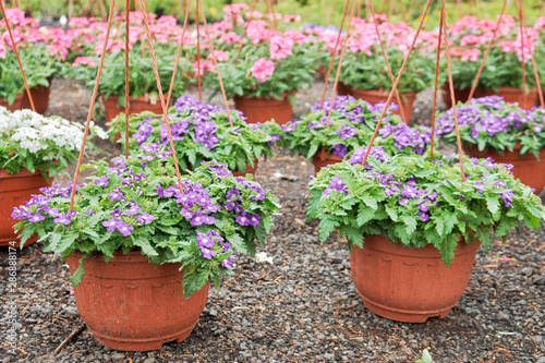 Fototapeta Naklejka Na Ścianę i Meble -  Beautiful verbena flowers growing in pots in outdoor garden shop