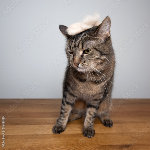 tabby cat standing on wooden table in front of white background wearing a toupee that looks a bit like donald trumps hair made out of another cat's fur looking down