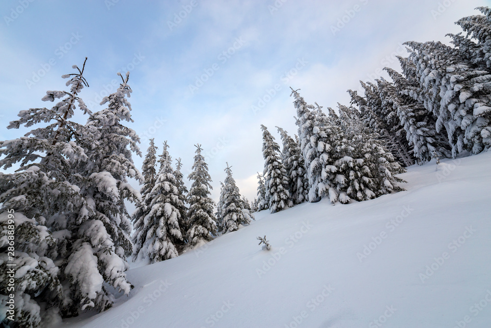 Beautiful winter mountain landscape. Tall dark green spruce trees covered with snow on mountain peaks and cloudy sky background.