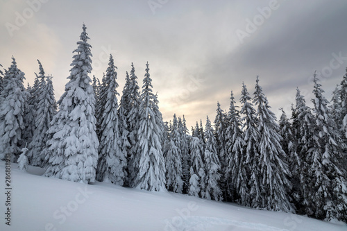 Beautiful winter mountain landscape. Tall spruce trees covered with snow in winter forest and cloudy sky background. © bilanol