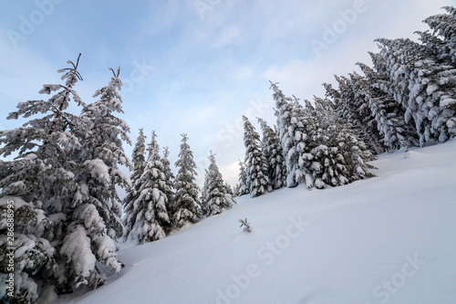 Beautiful winter mountain landscape. Tall dark green spruce trees covered with snow on mountain peaks and cloudy sky background.