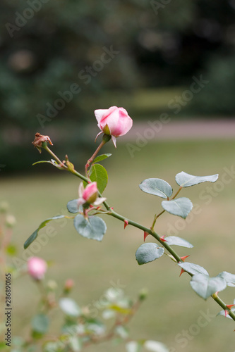 single rose branch with thorns on garden background close-up © eevlada