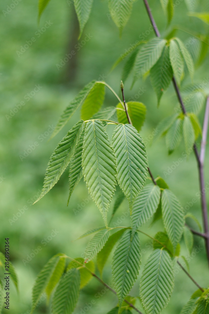 textured green elm leaves in the Park closeup textured green elm leaves in the Park closeup