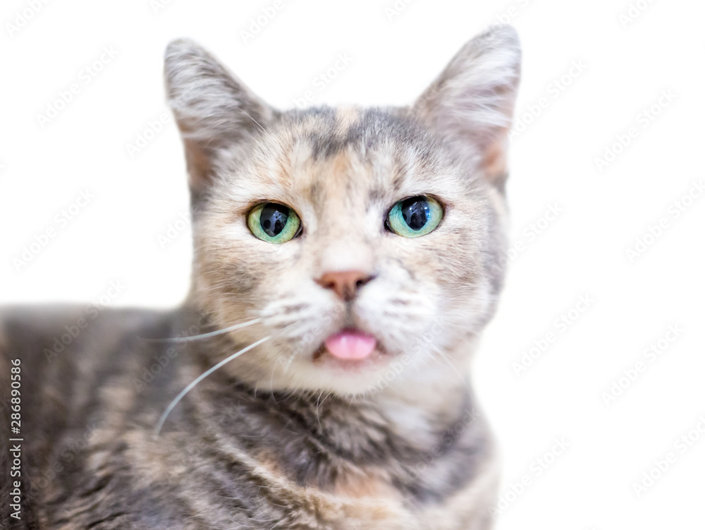 A domestic shorthair cat with dilute tortoiseshell tabby markings, also known as a patched tabby, with green eyes, sticking its tongue out