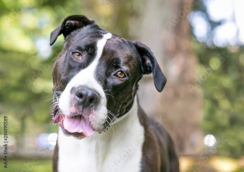 A friendly black and white Pit Bull Terrier mixed breed dog listening with a head tilt