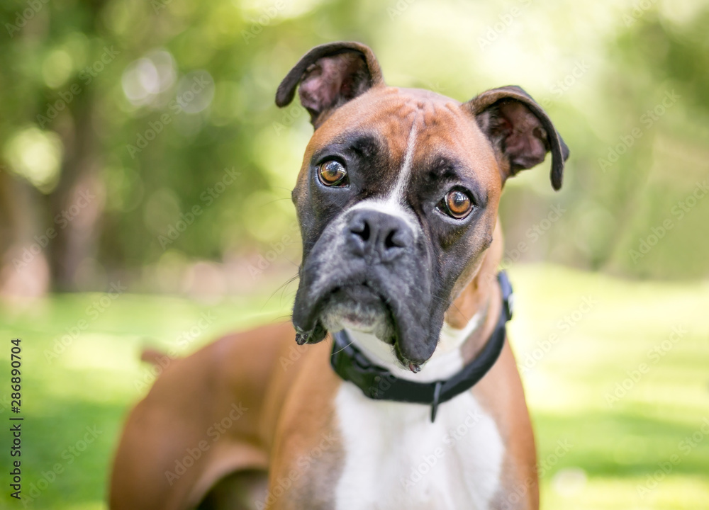 A purebred Boxer dog outdoors listening with a head tilt