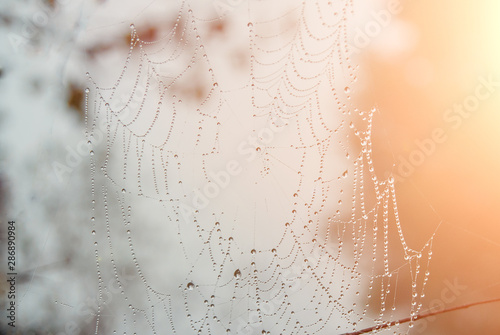 dew on spider web. A spider with dew drops. Spider web close-up. Nature background. 