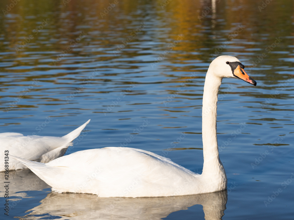 Swan bird in lake in golden evening light Swan bird in lake in golden evening light