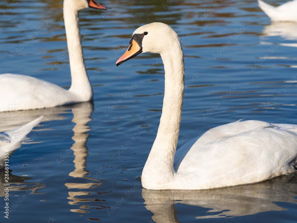 Swan bird in lake in golden evening light Swan bird in lake in golden evening light