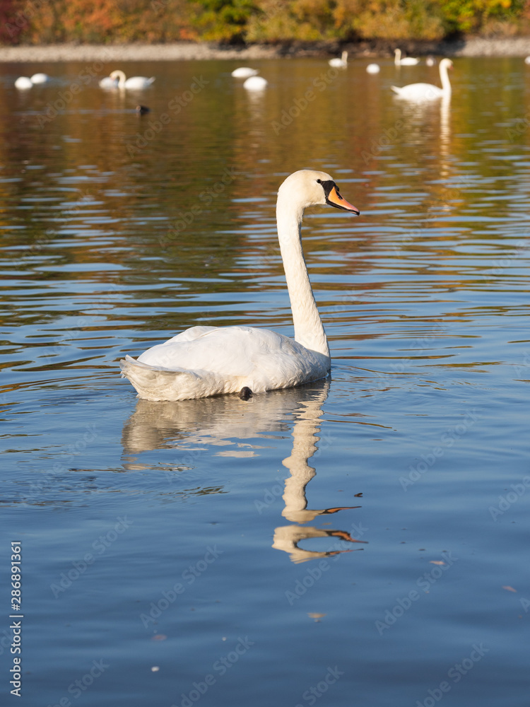 Fototapeta premium Swan bird in lake in golden evening light